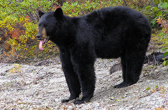 야생 곰은 색깔이 밝을수록 사람에게 공격적이고 위험하다?  - Anchorage - 1