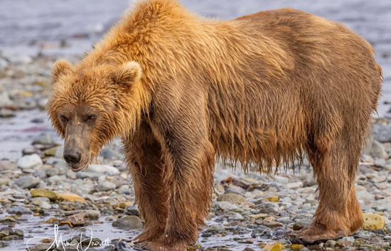 야생 곰은 색깔이 밝을수록 사람에게 공격적이고 위험하다?  - Anchorage - 2