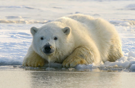 야생 곰은 색깔이 밝을수록 사람에게 공격적이고 위험하다?  - Anchorage - 3