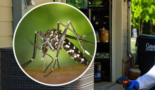 This Year, Mosquitoes Are Expected to Be Worse in Texas - Dallas - 1
