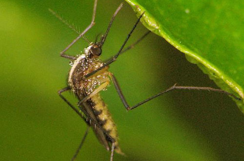 This Year, Mosquitoes Are Expected to Be Worse in Texas - Dallas - 2