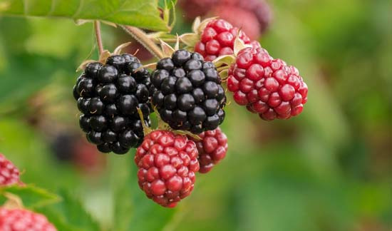 왜 미국 사람들은 블루베리를 꾸준히 먹을까, 몸에 좋은 5가지 핵심 - Los Angeles - 1