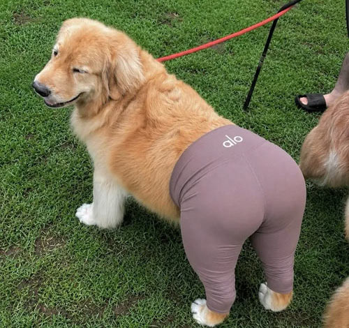 Instagram Star Booked! A Look at Dog Fashion from an American Mom's Perspective - San Diego - 1