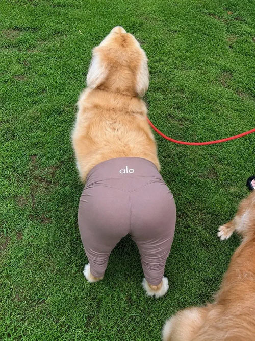 Instagram Star Booked! A Look at Dog Fashion from an American Mom's Perspective - San Diego - 2