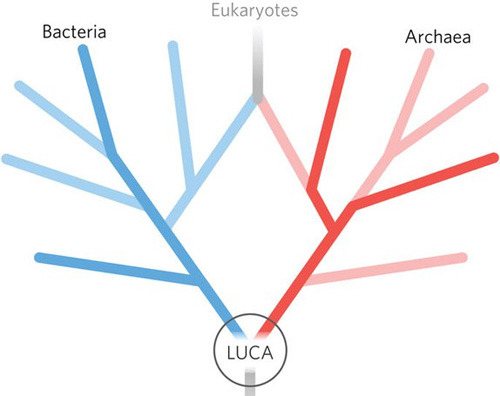 The Origin of Life on Earth: Last Universal Common Ancestor - Newark - 1