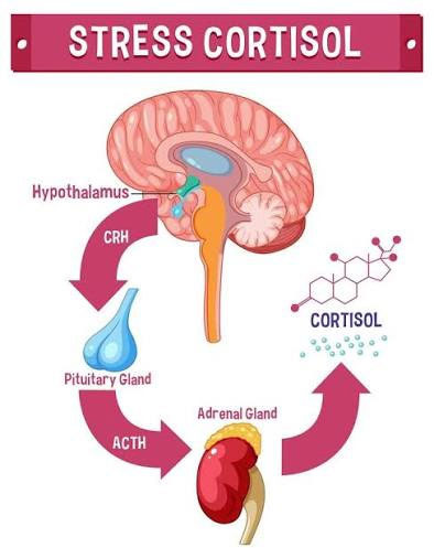 The Saying That Stress Kills People: The Culprit is Cortisol - Los Angeles - 2