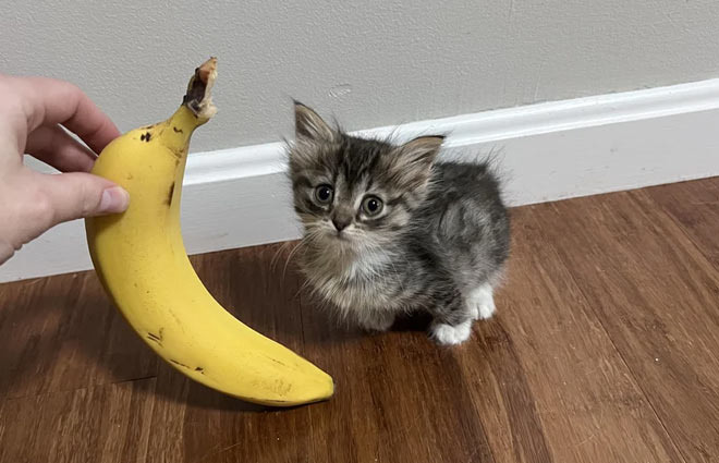 바나나 하나로 크기 설명 끝! 이게 인터넷 밈이 된 이유 - Houston - 1