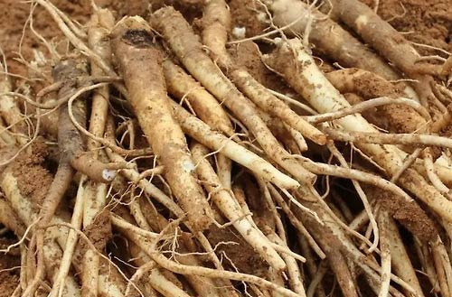 도라지 먹으면 기관지에 좋다고 하는 이유를 아시나요? - Lansdale - 1