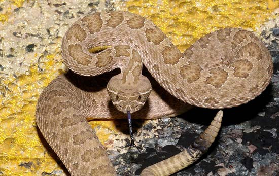 캘리포니아 방울뱀 시즌이 예년보다 훨씬 빨리 시작된 이유  - San Francisco - 1