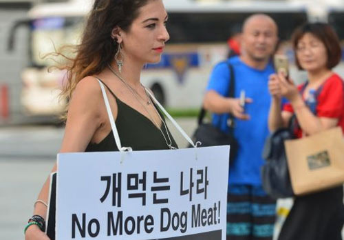 Now We Can Say, 'Eating Dog Meat is Illegal in Korea' - San Diego - 1