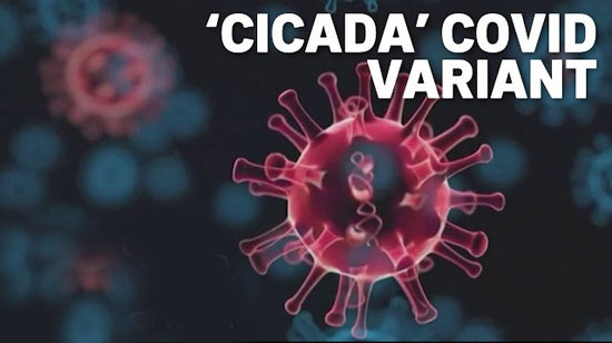  캘리포니아 코로나 변이 Cicada 유행 조짐 보인다고 합니다 - Los Angeles - 1
