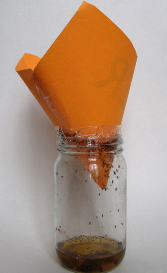 텍사스 살면 필수품, 보기 싫은 초파리 6달러 트랩이면 끝 - San Antonio - 2