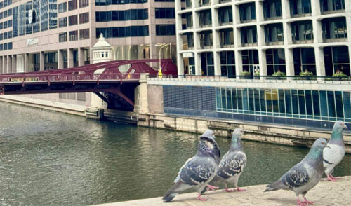 Why Don’t Pigeons Go to the Countryside? Birds Addicted to City Dopamine - Chicago - 1