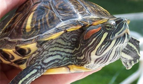 I Bought a $500 Aquarium for $100: Our Turtle Story - Phoenix - 1