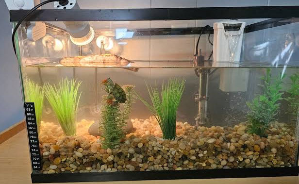 I Bought a $500 Aquarium for $100: Our Turtle Story - Phoenix - 2