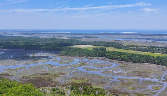 Reasons to Be Cautious in Florida Swamps: Mosquitoes, Ticks, and Brain-Eating Amoebas - Jacksonville - 1