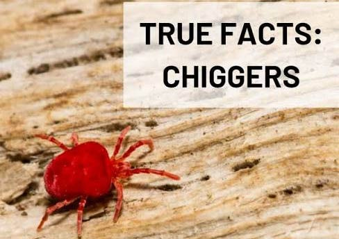 Little Rock Bugs, Allergies, Histoplasmosis, and Other Endemic Diseases - Little Rock - 1