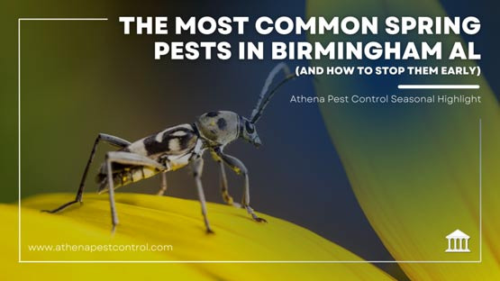 Pest and Allergy Information to Know When Living in Birmingham, AL - Birmingham - 1