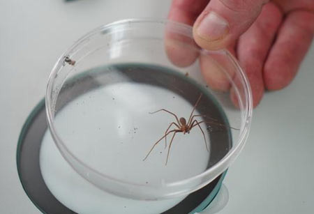 Information on Bugs, Allergies, and Endemic Diseases to Know While Living in Billings - Billings - 1