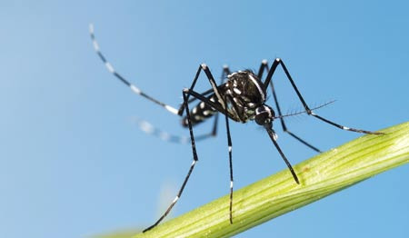 Insects, Allergies, and Endemic Diseases to Watch Out for in Queens Village - Queens Village - 1