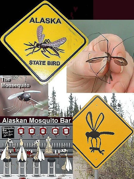 The Mosquito Problem and Cottonwood Allergy Experienced in Anchorage - Anchorage - 1