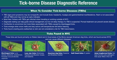 Insects, Allergies, and Endemic Diseases to Watch Out for in the Bronx - Bronx - 1