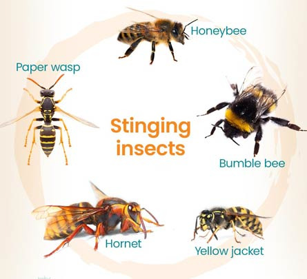 Information on Wasps and Ticks to Know for Outdoor Activities - Salt Lake City - 1