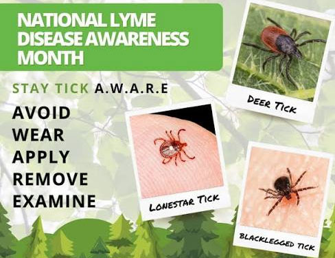 Bugs to Watch Out for in Springfield, VA - Springfield - 1