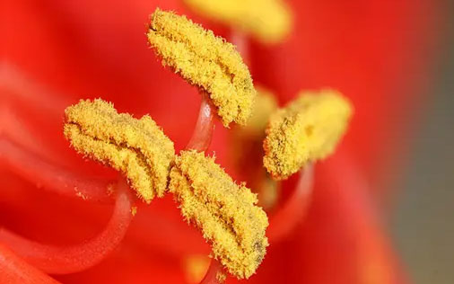 West Covina Bugs and Seasonal Allergy Information - West Covina - 1