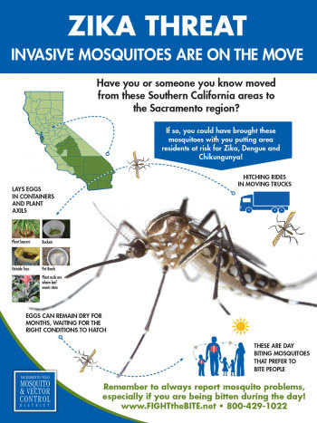 Insects and Allergies to Watch Out for in Sacramento - Sacramento - 1