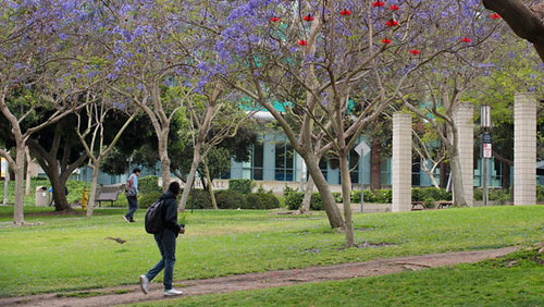 Irvine Bugs and Allergies: From Pollen to Black Widows - Irvine - 1