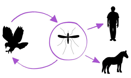 Information on West Nile Virus in Cheyenne, Laramie County - Cheyenne - 1