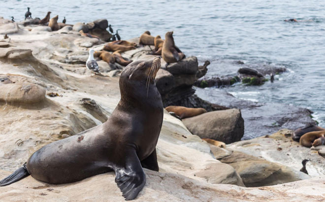 Tourist Attractions Guide for San Diego Visitors - San Diego - 2