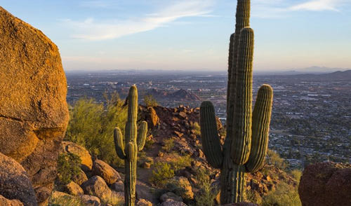 Insects, Allergies, and Endemic Diseases to Watch Out for in Phoenix - Phoenix - 1
