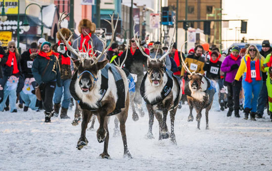 Anchorage's Signature Festival Fur Rondy and Iditarod Sled Dog Race - Anchorage - 1