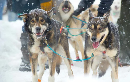 Anchorage's Signature Festival Fur Rondy and Iditarod Sled Dog Race - Anchorage - 2