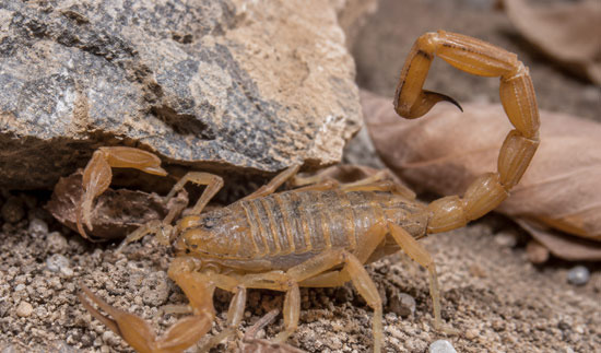 Pests, Allergies, and Health Information to Know Before Moving to Las Vegas - Las Vegas - 1