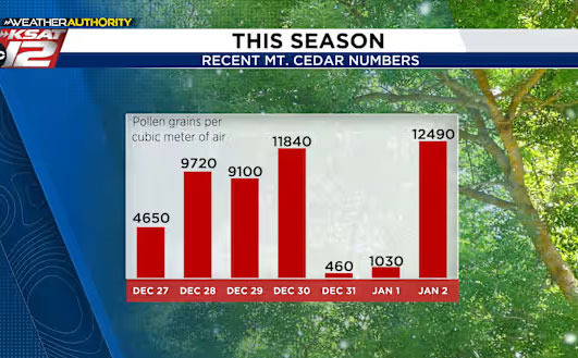 The Culprit of Allergies in San Antonio: Mountain Cedar Pollen - San Antonio - 1