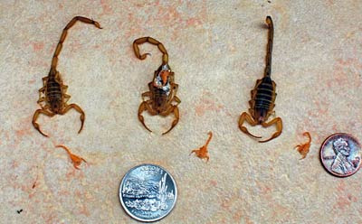 Pests, Allergies, and Endemic Diseases to Watch Out for in Tucson - Tucson - 1
