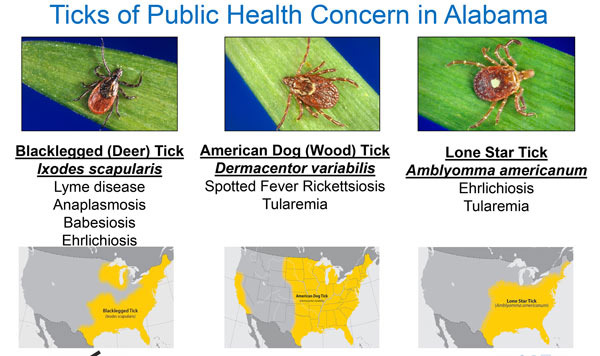 Things to Know About Summer in Annandale: Ticks, Mosquitoes, and Pollen - Annandale - 1
