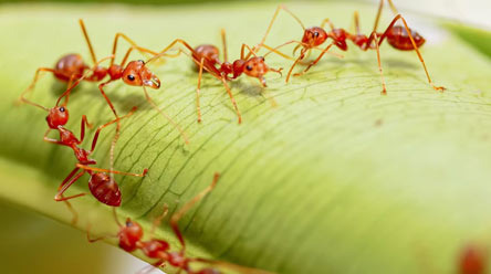Information on Bugs to Watch Out for and Allergy Season in Montgomery - Montgomery - 1