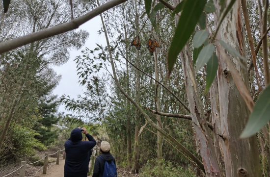 Monarch Butterflies Return in October: Pacific Grove Observation Tips - Monterey - 1