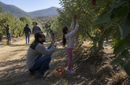 Why Do American Parents Take Their Kids Apple Picking Every Fall? - San Fernando - 1