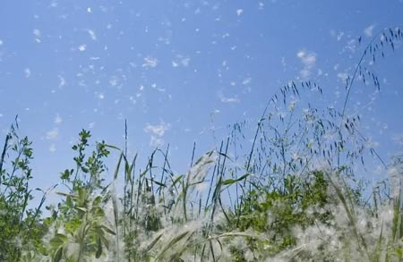 Allergies and Insect Information to Be Aware of While Living in Burbank - Burbank - 1