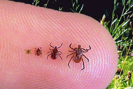 Monterey Area Bugs and Allergy Information: Beware of Ticks and Lyme Disease - Monterey - 1
