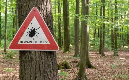 Ticks and Lyme Disease to Watch Out for in Connecticut - Hartford - 1
