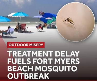 Bugs and Health Risks to Watch Out for in Fort Myers - Fort Myers - 1