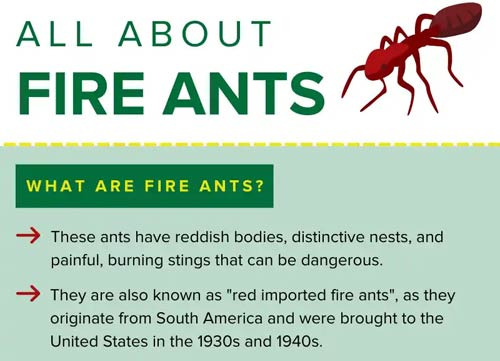 Common Bugs and Pests Encountered While Living in Jacksonville - Jacksonville - 1