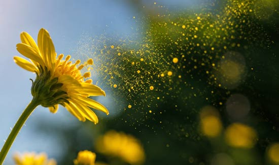 Information on Bugs and Allergies in Columbia, MD - Columbia - 1